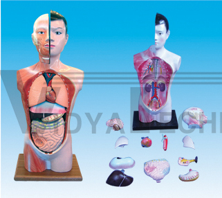 The model of human torso